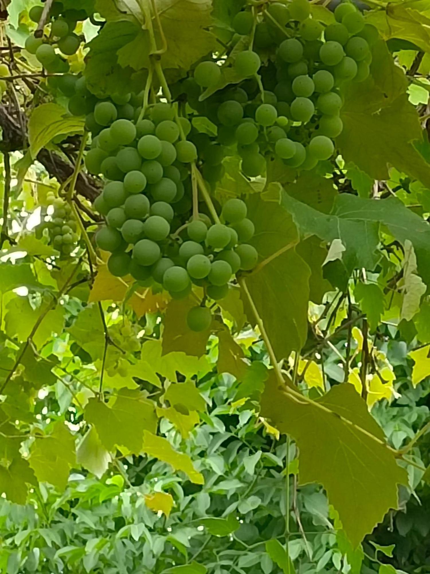 Dimora San Lorenzo Maggio Pokój zdjęcie